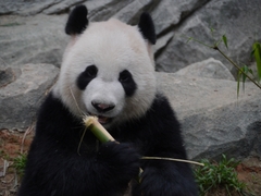Zoo - Singapur